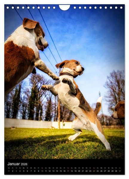Produktbild: Beagle Action - Wilde Kuscheltiere (Wandkalender 2026 DIN A4 hoch), CALVENDO Monatskalender