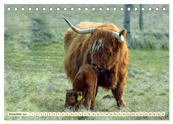 Produktbild: Die anmutigste Rinderrasse - Das schottische Hochlandrind (Tischkalender 2026 DIN A5 quer), CALVENDO Monatskalender