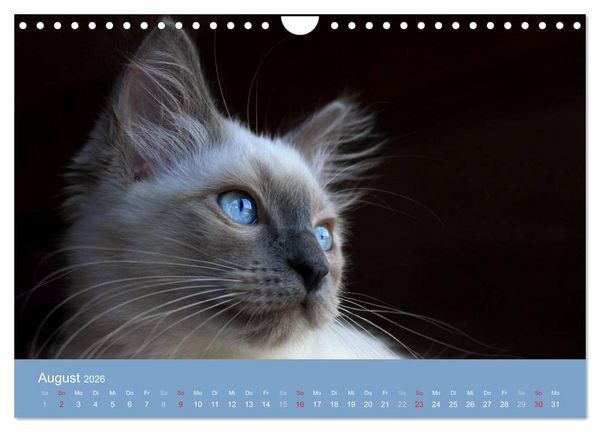 Produktbild: Engel auf 4 Pfoten - Ragdolls 2026 (Wandkalender 2026 DIN A4 quer), CALVENDO Monatskalender