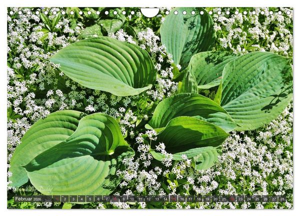 Produktbild: Hosta Staude mit Herz (Wandkalender 2026 DIN A4 quer), CALVENDO Monatskalender