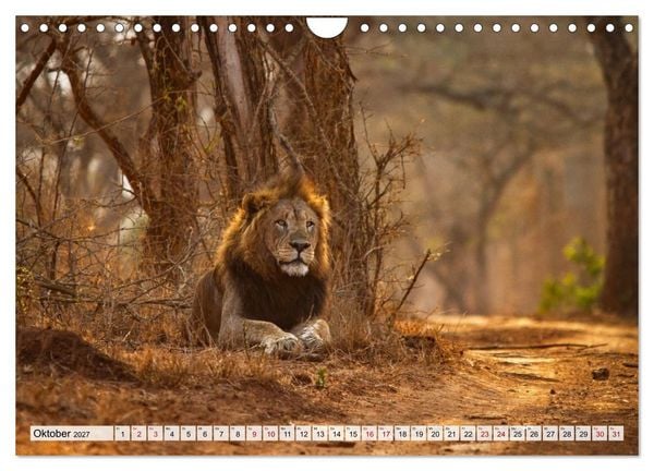 Produktbild: Afrikas Tierwelt - L&ouml;wen (Wandkalender 2027 DIN A4 quer), CALVENDO Monatskalender
