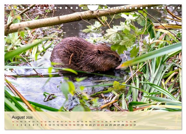 Produktbild: Wildes Stadtleben in M&uuml;nchen (Wandkalender 2026 DIN A4 quer), CALVENDO Monatskalender