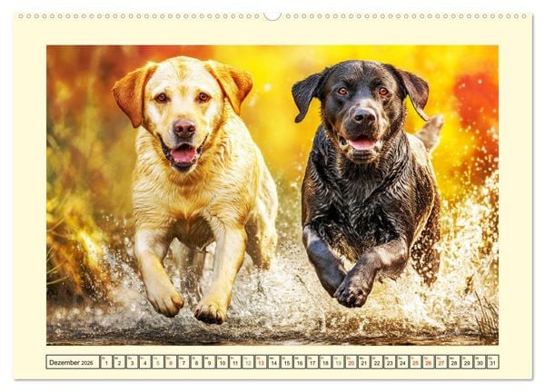 Produktbild: Labrador Retriever. Labrador-Magie f&uuml;r Herz und Seele (hochwertiger Premium Wandkalender 2026 DIN A2 quer), Kunstdruck in Hochglanz