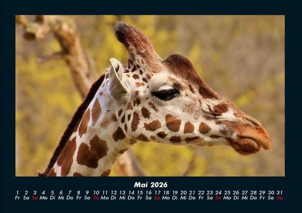 Produktbild: Giraffen 2026 Fotokalender DIN A4