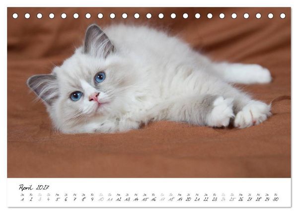 Produktbild: Ragdoll Kitten (Tischkalender 2027 DIN A5 quer), CALVENDO Monatskalender