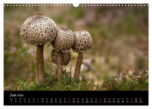 Produktbild: Pilzgalerie (Wandkalender 2026 DIN A3 quer), CALVENDO Monatskalender