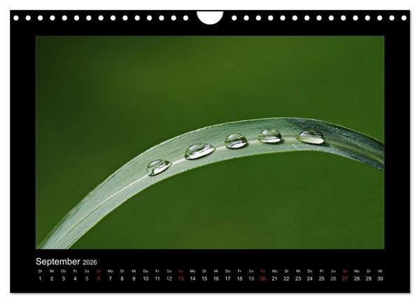 Produktbild: Meine kleine gr&uuml;ne Wassertropfen Welt (Wandkalender 2026 DIN A4 quer), CALVENDO Monatskalender
