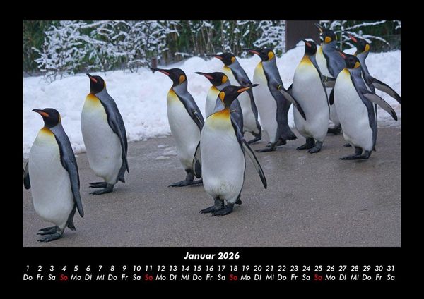 Produktbild: Tiere in der Wildnis 2026 Fotokalender DIN A3