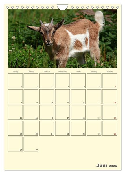 Produktbild: Zwergziegen (Wandkalender 2026 DIN A4 hoch), CALVENDO Monatskalender
