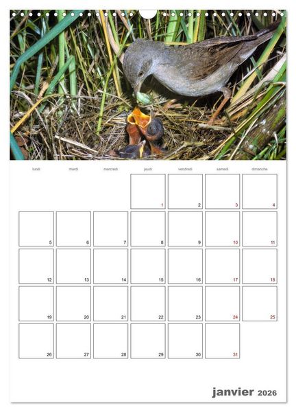 Produktbild: Les passereaux &agrave; l'or&eacute;e de la vie (Calendrier mural 2026 DIN A3 horizontal), CALVENDO calendrier mensuel