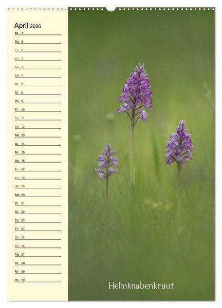 Produktbild: Wildwachsende Orchideen in Bayern (hochwertiger Premium Wandkalender 2026 DIN A2 hoch), Kunstdruck in Hochglanz