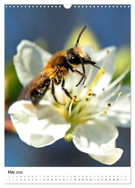 Produktbild: BIENEN - Kleine N&uuml;tzlinge ganz nah (Wandkalender 2026 DIN A3 hoch), CALVENDO Monatskalender