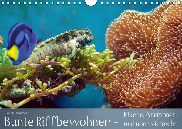 Produktbild: Bunte Riffbewohner - Fische, Anemonen und noch viel mehr (Wandkalender immerw&auml;hrend DIN A4 quer)