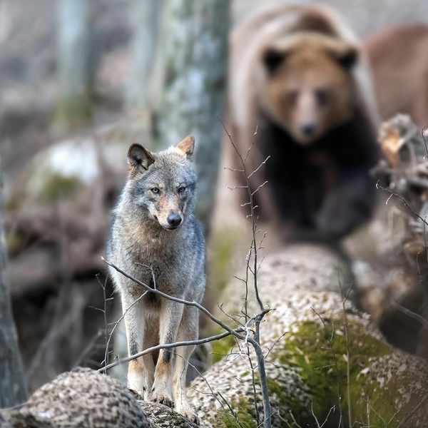 Produktbild: Wolves 2024