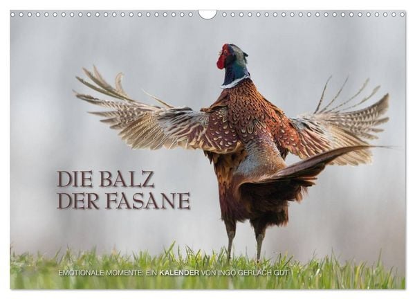 Produktbild: Emotionale Momente: Die Balz der Fasane / CH-Version (Wandkalender 2026 DIN A3 quer), CALVENDO Monatskalender