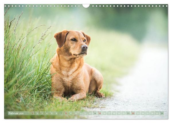 Produktbild: Faszination Labrador - gelb, foxred, schwarz (Wandkalender 2026 DIN A3 quer), CALVENDO Monatskalender