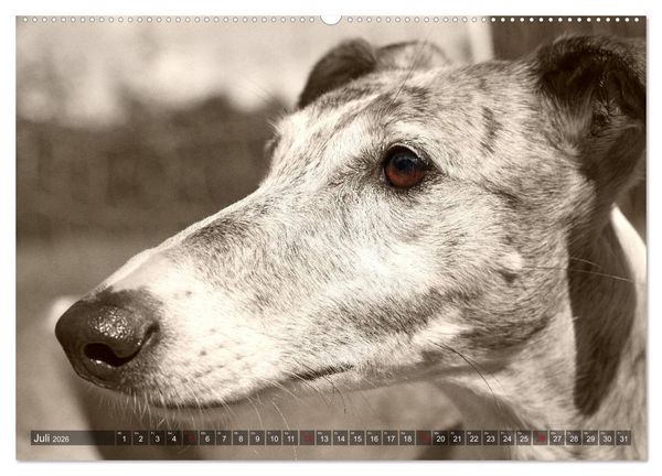Produktbild: Galgo eye-catcher (hochwertiger Premium Wandkalender 2026 DIN A2 quer), Kunstdruck in Hochglanz