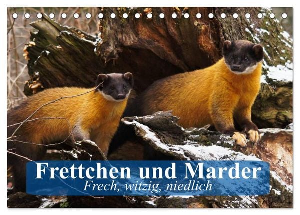 Produktbild: Frettchen und Marder. Frech, witzig, niedlich (Tischkalender 2026 DIN A5 quer), CALVENDO Monatskalender