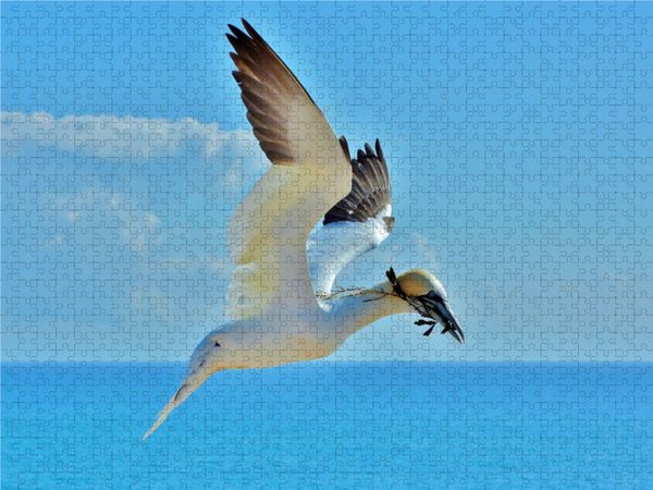 Produktbild: CALVENDO Puzzle Basst&ouml;lpel im Landeanflug 1000 Teile Lege-Gr&ouml;&szlig;e 640 x 480 cm Foto-Puzzle Bild von Ren&eacute; Schaack
