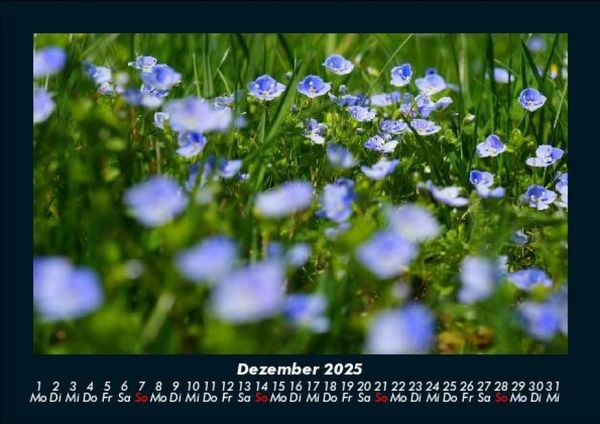 Produktbild: Pflanzen und Bl&uuml;ten 2025 Fotokalender DIN A5