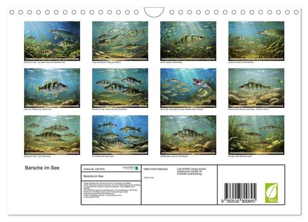 Produktbild: Barsche im See (Wandkalender 2027 DIN A4 quer), CALVENDO Monatskalender