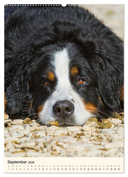Produktbild: Die sch&ouml;nste Rasse der Welt - Berner Sennenhund (Wandkalender 2026 DIN A2 hoch), CALVENDO Monatskalender