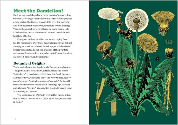 Produktbild: Dandelion Medicine, 2nd Edition