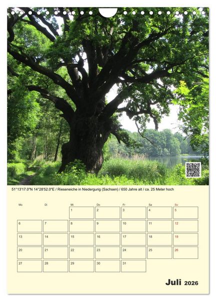 Produktbild: Uralt - Mit QR-Code und GPS zu alten B&auml;umen (Wandkalender 2026 DIN A4 hoch), CALVENDO Monatskalender
