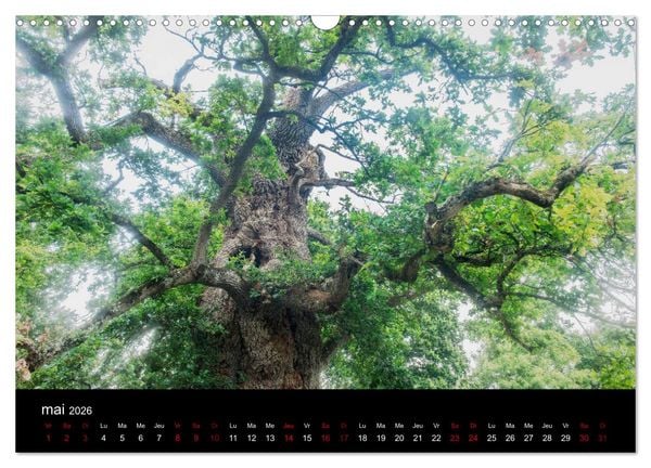 Produktbild: Lumi&egrave;res de Broc&eacute;liande (Calendrier mural 2026 DIN A3 vertical), CALVENDO calendrier mensuel