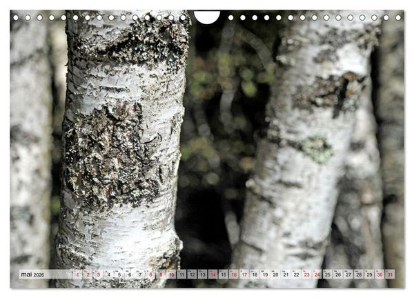 Produktbild: Au c&oelig;ur de la for&ecirc;t (Calendrier mural 2026 DIN A4 vertical), CALVENDO calendrier mensuel