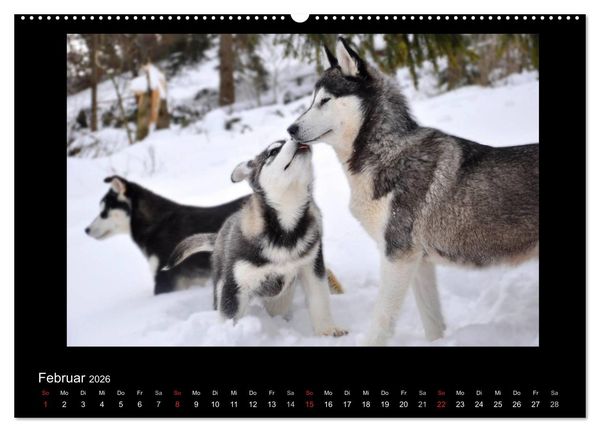 Produktbild: Husky-Kalender (Wandkalender 2026 DIN A2 quer), CALVENDO Monatskalender