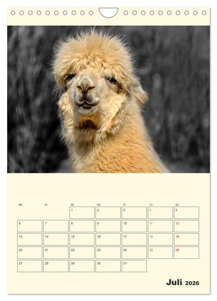 Produktbild: Putzige Alpakas (Wandkalender 2026 DIN A4 hoch), CALVENDO Monatskalender
