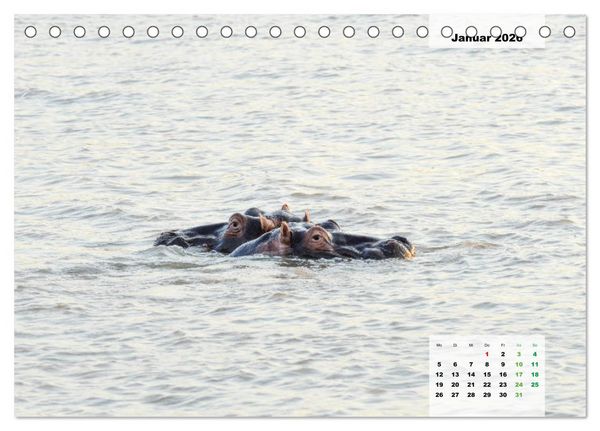Produktbild: Nilpferde, Kolosse im Wasser (Tischkalender 2026 DIN A5 quer), CALVENDO Monatskalender