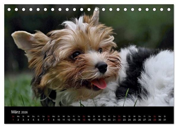 Produktbild: Mit dem Yorki durch das Jahr 2026 (Tischkalender 2026 DIN A5 quer), CALVENDO Monatskalender