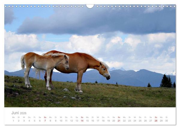 Produktbild: Pferde - In nat&uuml;rlicher Umgebung (Wandkalender 2026 DIN A3 quer), CALVENDO Monatskalender