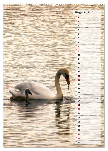 Produktbild: Stolze Schw&auml;ne (Wandkalender 2026 DIN A2 hoch), CALVENDO Monatskalender