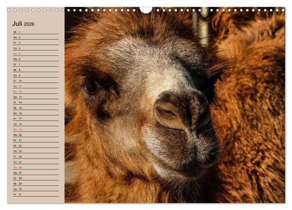 Produktbild: Kamele. Dromedar und Trampeltier (Wandkalender 2026 DIN A3 quer), CALVENDO Monatskalender