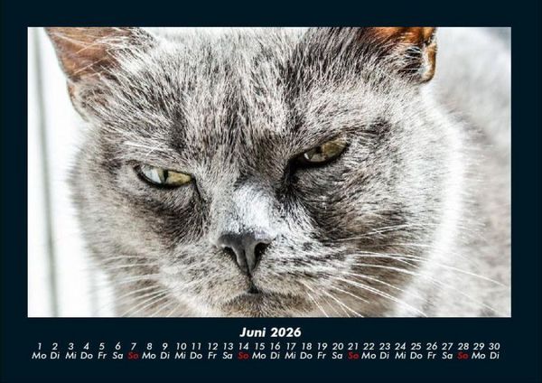 Produktbild: F&uuml;r Katzenfreunde 2026 Fotokalender DIN A4