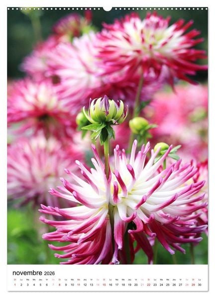 Produktbild: Des beaux dahlias (Calendrier mural 2026 DIN A2 horizontal), CALVENDO calendrier mensuel