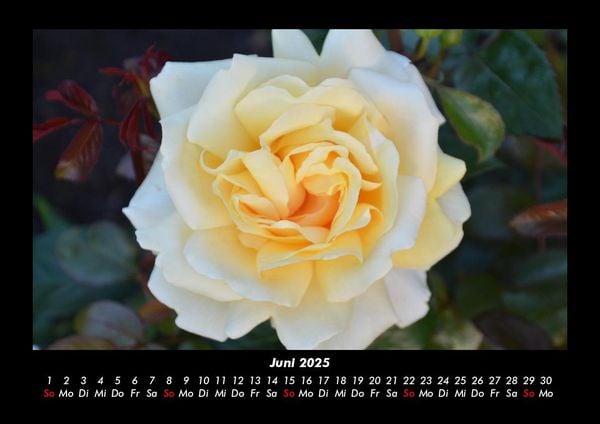 Produktbild: Rosentraum 2025 Fotokalender DIN A3