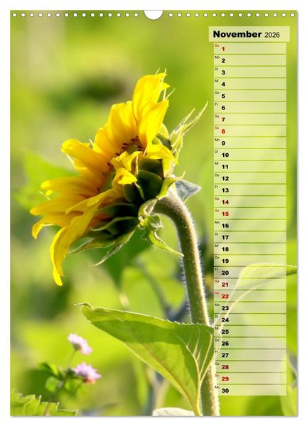 Produktbild: Leuchtende Sonnenblumen, sonnige Aussichten das ganze Jahr (Wandkalender 2026 DIN A3 hoch), CALVENDO Monatskalender