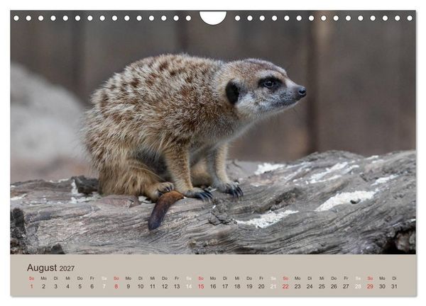 Produktbild: Quirlige Erdm&auml;nnchen (Wandkalender 2027 DIN A4 quer), CALVENDO Monatskalender