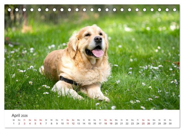 Produktbild: Golden Retriever - Die treuen Begleiter. (Tischkalender 2026 DIN A5 quer), CALVENDO Monatskalender