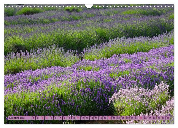 Produktbild: Farbzauber Lavendel (Wandkalender 2026 DIN A3 quer), CALVENDO Monatskalender
