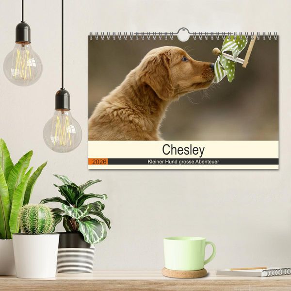 Produktbild: Chesley Kleiner Hund grosse Abenteuer (Wandkalender 2026 DIN A4 quer), CALVENDO Monatskalender