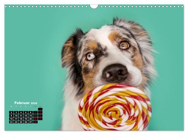 Produktbild: S&uuml;&szlig;e Schnauzen (Wandkalender 2026 DIN A3 quer), CALVENDO Monatskalender