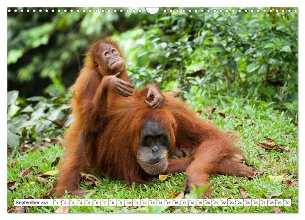 Produktbild: Orang-Utans - Menschen des Regenwaldes (Wandkalender 2027 DIN A3 quer), CALVENDO Monatskalender