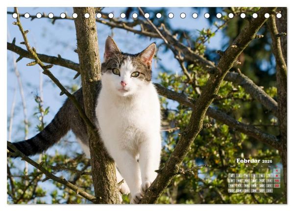 Produktbild: Katzen im Gr&uuml;nen (Tischkalender 2026 DIN A5 quer), CALVENDO Monatskalender