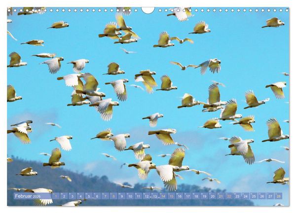 Produktbild: Farbenfrohe Papageien (Wandkalender 2026 DIN A3 quer), CALVENDO Monatskalender