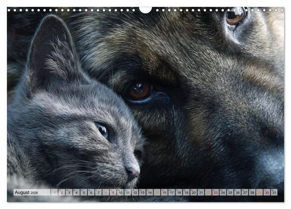 Produktbild: Hund und Katze - Tierische Freunde (Wandkalender 2026 DIN A3 quer), CALVENDO Monatskalender